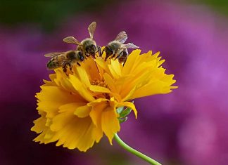Dez medidas para conservar os polinizadores e os serviços de polinização