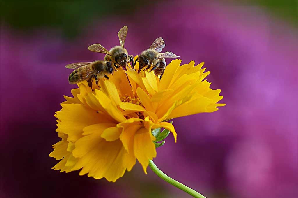 De flor em flor - A.B.E.L.H.A.