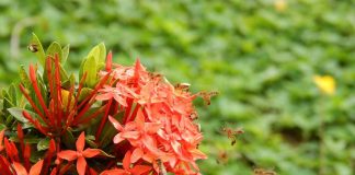 Pesquisadores sugerem dez medidas para conservar os polinizadores