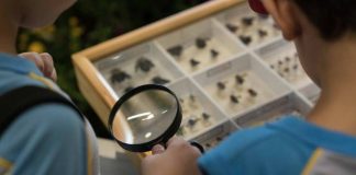 Desaparecimento das abelhas ameaça produção global de alimentos, alerta CGEE