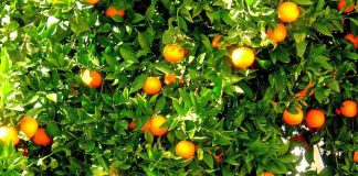 Embrapa Soja e IDR-Paraná realizam workshop sobre convivência entre abelhas e agricultura