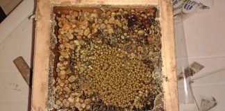 Alunos de Bauru (SP) mergulham no universo das abelhas