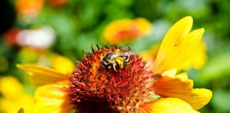 Conferência da ONU referenda relatório sobre conservação de polinizadores