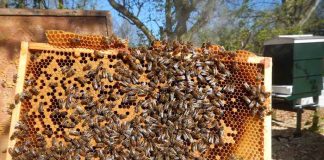 Portaria define normas higiênico-sanitárias e tecnológicas para estabelecimentos que elaboram produtos de abelhas meliponicultura