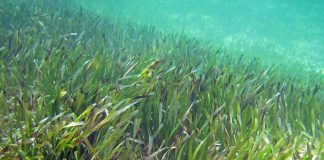 Polinizadores no oceano? Cientistas identificam as “abelhas do mar”