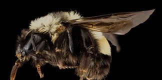 EUA incluem abelha em lista de espécies ameaçadas
