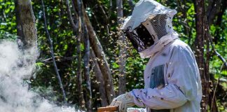 Município de Sergipe produz três toneladas de pólen por ano