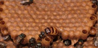 Abelhas removem larvas mortas para reduzir transmissão de doenças na colmeia