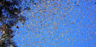 Revisão internacional aponta conjunto de fatores para a redução global de insetos