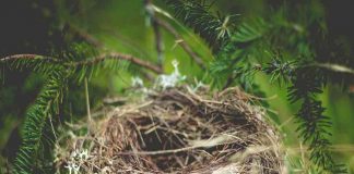 Espécies de pássaros estão se “divorciando” por causa do desmatamento