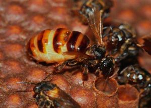 scaptotrigona---mandaguari-Crédito-Cristiano-Menezes-red