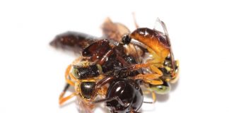 Cientistas descobrem que abelhas sem ferrão usam guardas especializadas para defender as colmeias