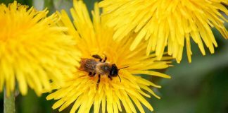 A.B.E.L.H.A. apresenta o Sistema Lacunas na Apimondia