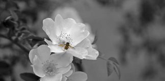 Brasil reforça os padrões regulatórios de agrotóxicos para proteger polinizadores