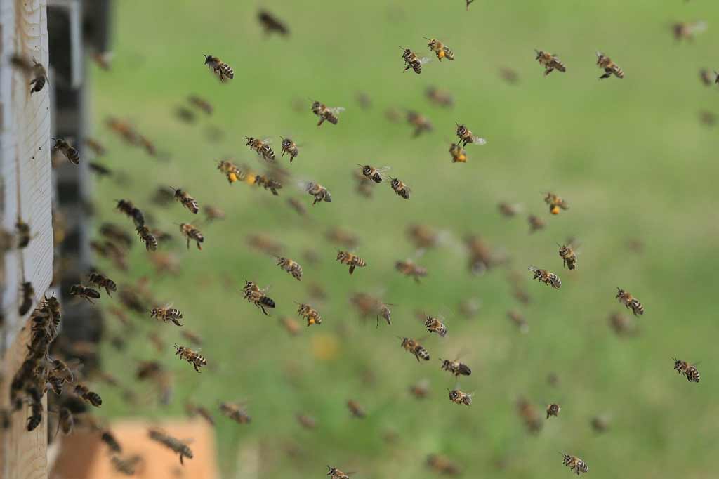 voo abelhas