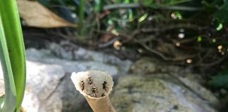 AGBIO 2017 reúne especialistas na Tailândia