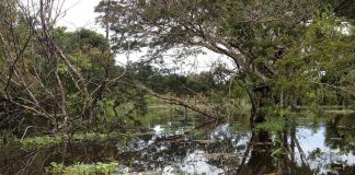 Pesquisadores da Embrapa divulgam nota técnica sobre a importância da Reserva Legal