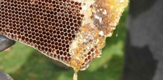 #4 – Doce mel da Apis