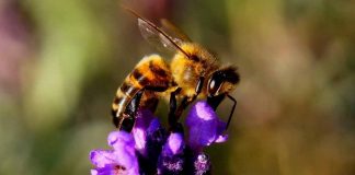 Cientistas indicam que abelhas podem enxergar melhor do que se pensava