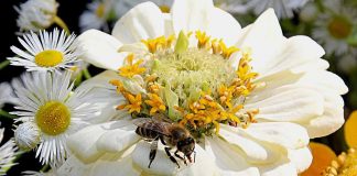 Comunicado e agradecimento