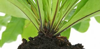 Abelha drone e cultivo vertical: como será o agronegócio no futuro