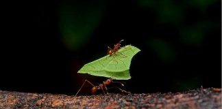 Formigas podem ter inventado agricultura para combater a seca