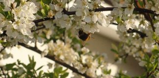 São Paulo ganhará corredor verde para conscientizar sobre polinizadores