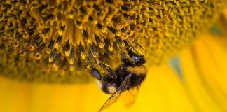 Ciência Cidadã – The Great Sunflower Project