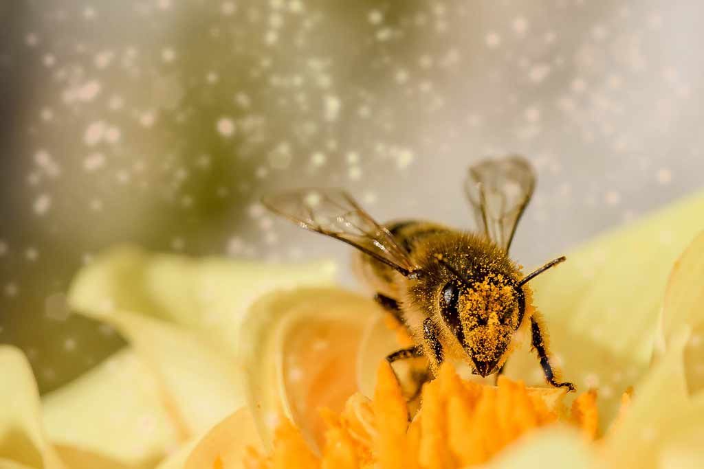 abelha polen flor amarela