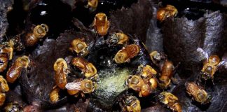 Novas regras facilitarão a criação de abelhas sem ferrão existe abelhas sem ferrão