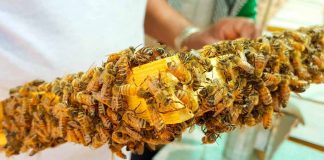 Encontro de Agronegócios do Sertão do Araripe abre inscrições