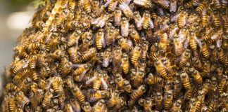 EUA aprovam a primeira vacina mundial para abelhas