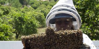 22 de maio – Dia do Apicultor e Dia Internacional da Biodiversidade