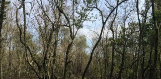 Equipe da Udesc recebe incentivo para apicultura no mangue