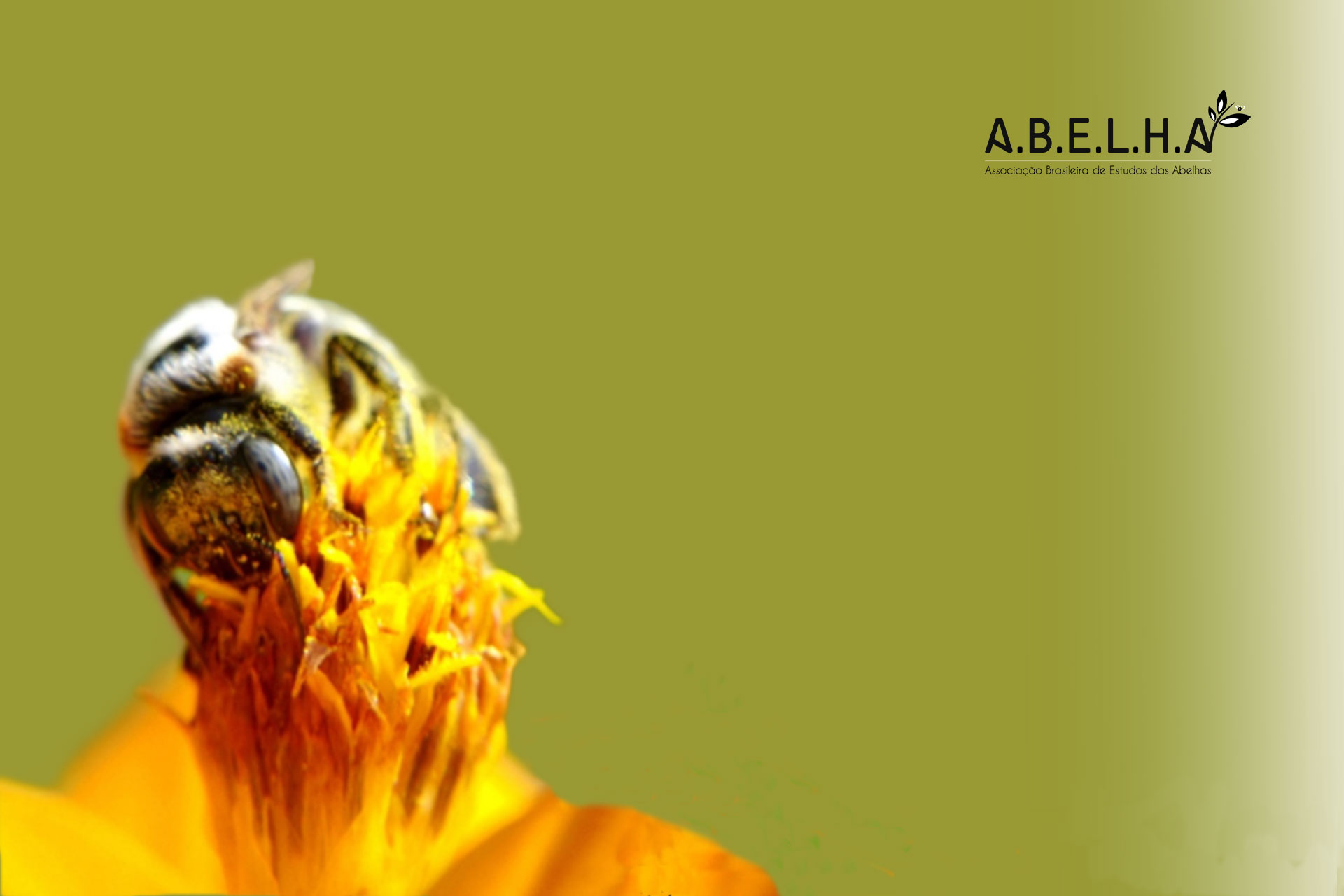 apis-1920x1280 - A.B.E.L.H.A.