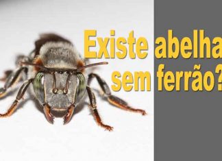 Videocast #1 – Existe abelha sem ferrão? existe abelha sem ferrão?