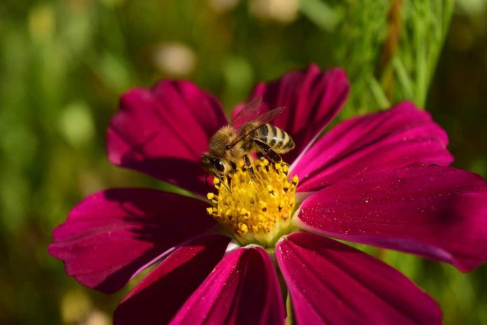 flor vermelha abelha projeto Minnesota Bee Atlas