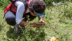 guardiões chapada polinizadores