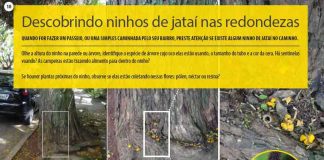 Abelhas jataí em pauta no Repórter Eco