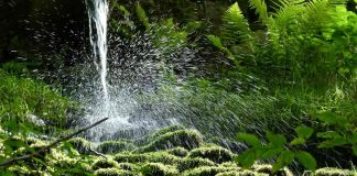 5 de junho – Dia Mundial do Meio Ambiente