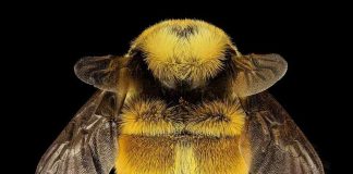 Ciência Cidadã – The Bumblebee Survey