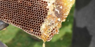 Apicultura: produção de mel bate recorde no Brasil