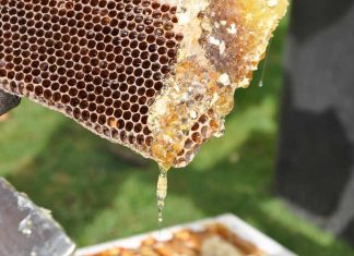 21 de junho – Dia do Mel – O salto do mel brasileiro passa pela ampliação da produtividade das colmeias