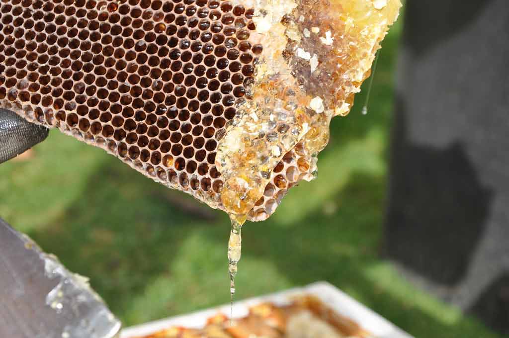 Apicultura: produção de mel bate recorde no Brasil - A.B.E.L.H.A.