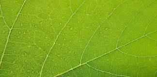 Degradação de remanescentes naturais prejudica agricultura