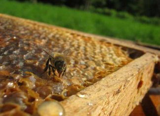 Melhor manejo, maior produtividade de mel