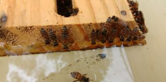 A.B.E.L.H.A. apresenta resultados de seu Apiário Experimental