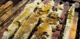 Produção de mel gera empregos e movimenta a economia do Norte de Minas abelhas apis em favo de mel