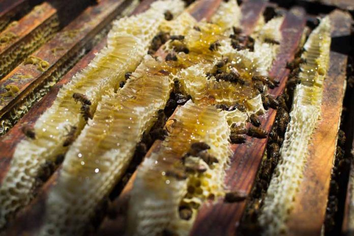 abelhas apis em favo de mel