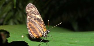 Parques em São Paulo têm mais de 400 espécies de borboletas identificadas borboletas em parque de São Paulo